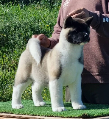 Étalon Akita americain - kyodai Ross and shine