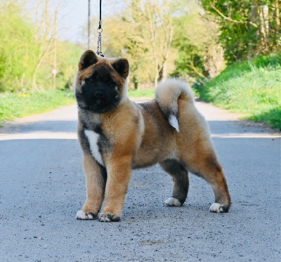 Étalon Akita americain - Not Fancy Valentina dit hold up