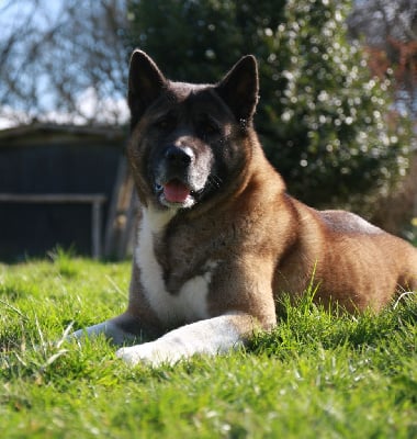 Étalon Akita americain - Savanna Du Mont Pégase