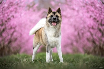 Étalon Akita americain - Not Fancy Saba