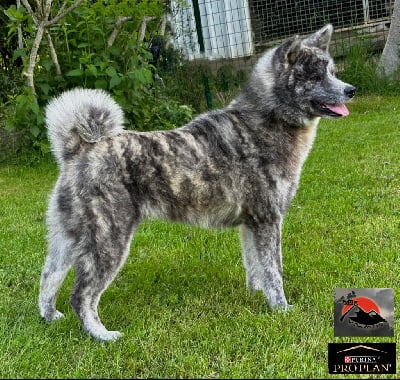 Étalon Akita - Torafuji- go di bordakitainu kensha