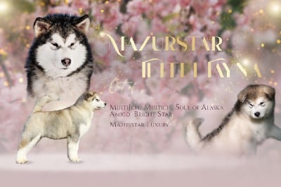 Étalon Alaskan Malamute - mazurstar Teitei tayna
