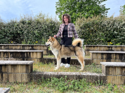 Étalon Alaskan Malamute - Nooak Snow Vicomte vauban