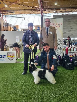 Étalon American Cocker Spaniel - Very Vigie Gosh you are posh