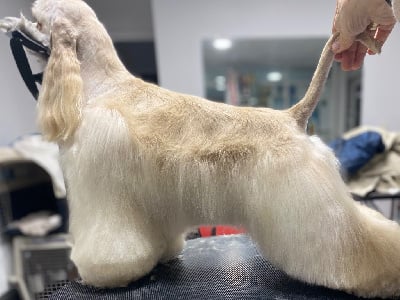 Étalon American Cocker Spaniel - So chic vigie Du clos des abysses de provence