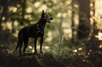 Étalon Australian Kelpie - CH. Rozenn Des Diablotins De Jais