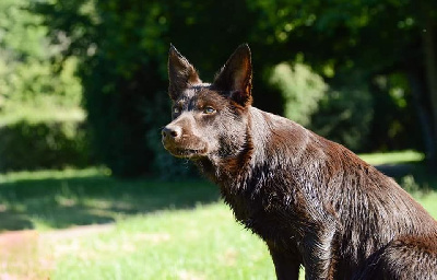 Étalon Australian Kelpie - tegoura Escape from oz