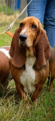 Étalon Basset Hound - Tea for two des Cotes de la Saunade
