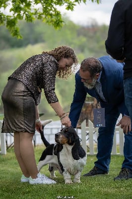 Étalon Basset Hound - CH. Yaksa Du Bois Des Bleizi