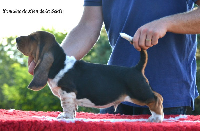 Étalon Basset Hound - Vas y molo du Domaine De Léon De La Seille