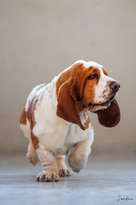 Étalon Basset Hound - Richebourg des Cotes de la Saunade