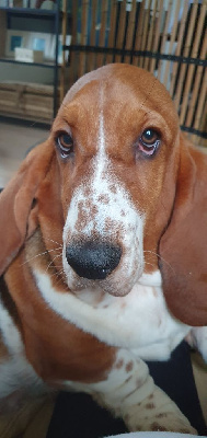 Étalon Basset Hound - Volverine Du Domaine De L'Orangerie