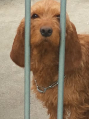 Étalon Basset fauve de Bretagne - Pastis de la bessonniere de saint mars