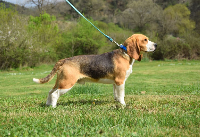 Étalon Beagle - Vidocq Bcbg Belle Carrure Belle Gueule