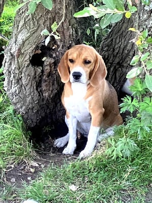 Étalon Beagle - Scarlett De La Vallée Des Bleuets