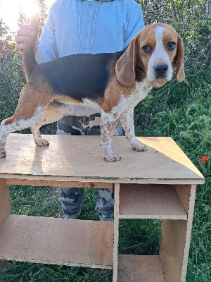 Étalon Beagle - Vaillant de l'echo des garrigues