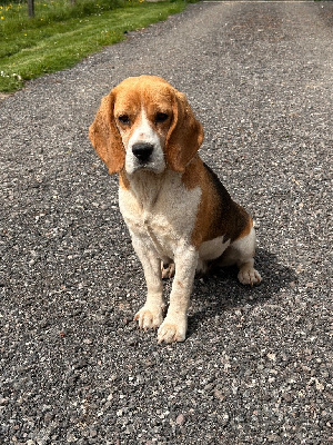 Étalon Beagle - Du clos machard Sanssa