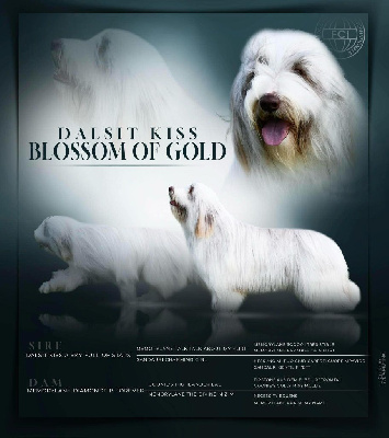 Étalon Bearded Collie - dalsit kiss Blossom of gold