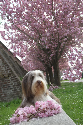 Étalon Bearded Collie - CH. All stars shine moravian furry beardie