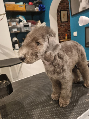Étalon Bedlington Terrier - Tales Of Suspens Venom-of-basilisk