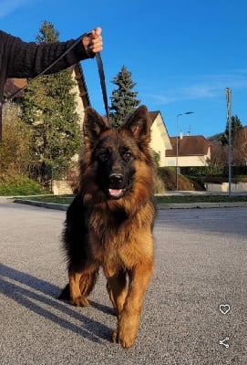 Étalon Berger Allemand - Urana Von Angelius Team