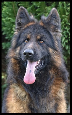 Étalon Berger Allemand Poil Long - haus qira Lobo