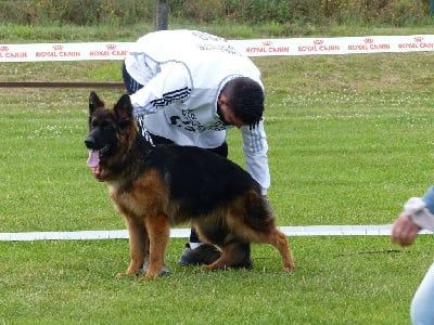 Étalon Berger Allemand Poil Long - Tara Du Val De La Muance