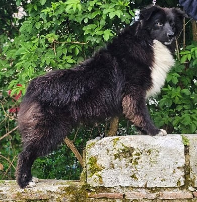 Étalon Berger Australien - Very good boy vinau Du Domaine Du Clos Australien