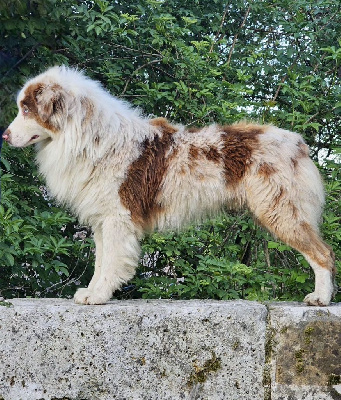 Étalon Berger Australien - Urben golden lady de gens de garonne