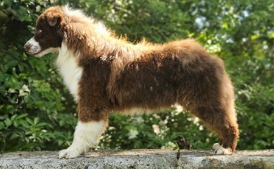 Étalon Berger Australien - Velma Du Domaine De La Canurie