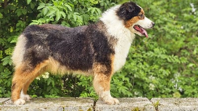 Étalon Berger Australien - Universe full of galaxy of Piek'Shawi