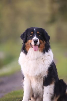 Étalon Berger Australien - Sookie Du Clan De Mackenzie