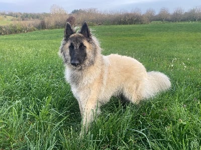Étalon Berger Belge - Vlinka De La Vallée Du Grand Chêne