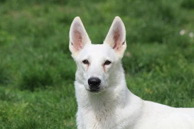Étalon Berger Blanc Suisse - T'angelette des Petites Pattes Blanches