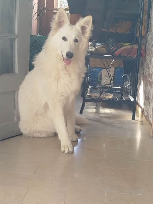 Étalon Berger Blanc Suisse - Venus berge du pont du diable
