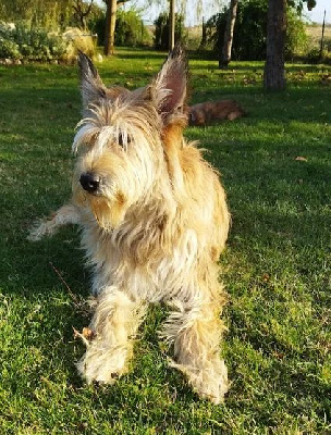 Étalon Berger de Picardie - CH. Leia du domaine de sursaint