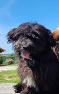 Étalon Bichon Havanais - Tanfana de l eternel mitness