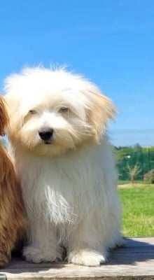 Étalon Bichon Havanais - Saperlotte de l eternel mitness