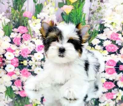 Étalon Biewer Terrier - gran de kuerro Stefani