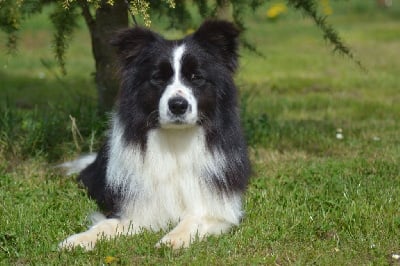Étalon Border Collie - CH. Tender night des Collines de Sagne