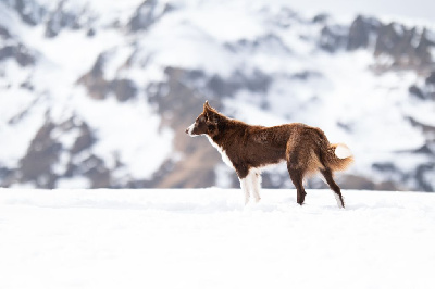 Étalon Border Collie - S'ruby Titre Initial
