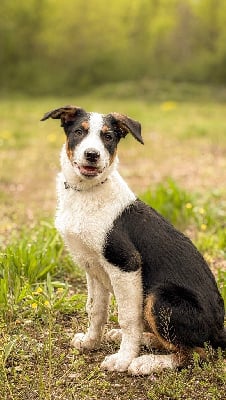 Étalon Border Collie - Ambitious odin Shadow’s Manor