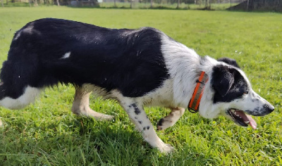 Étalon Border Collie - Ayla murguia