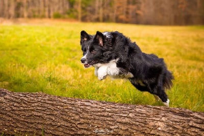 Étalon Border Collie - Bee border's tatranska labka