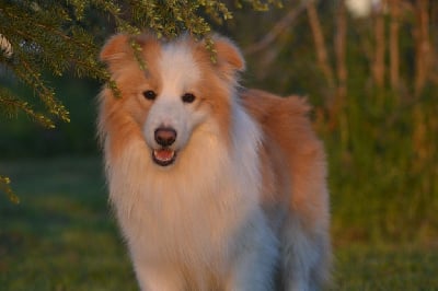 Étalon Border Collie - wisteria's lake The time of my life