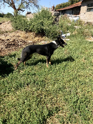 Étalon Border Collie - Rêves Du Rocher De Cire