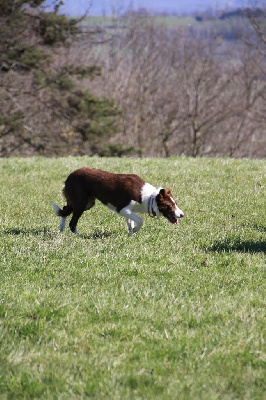 Étalon Border Collie - Une paw patrol