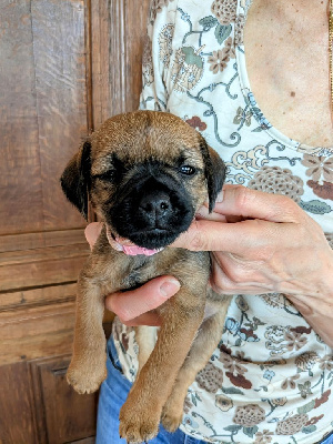 Étalon Border Terrier - Angel lovely d'Hixa's Stories