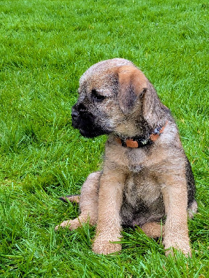 Étalon Border Terrier - Antias d'Hixa's Stories