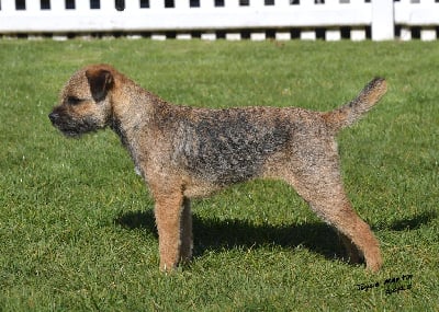 Étalon Border Terrier - Aiga Viva Vé la